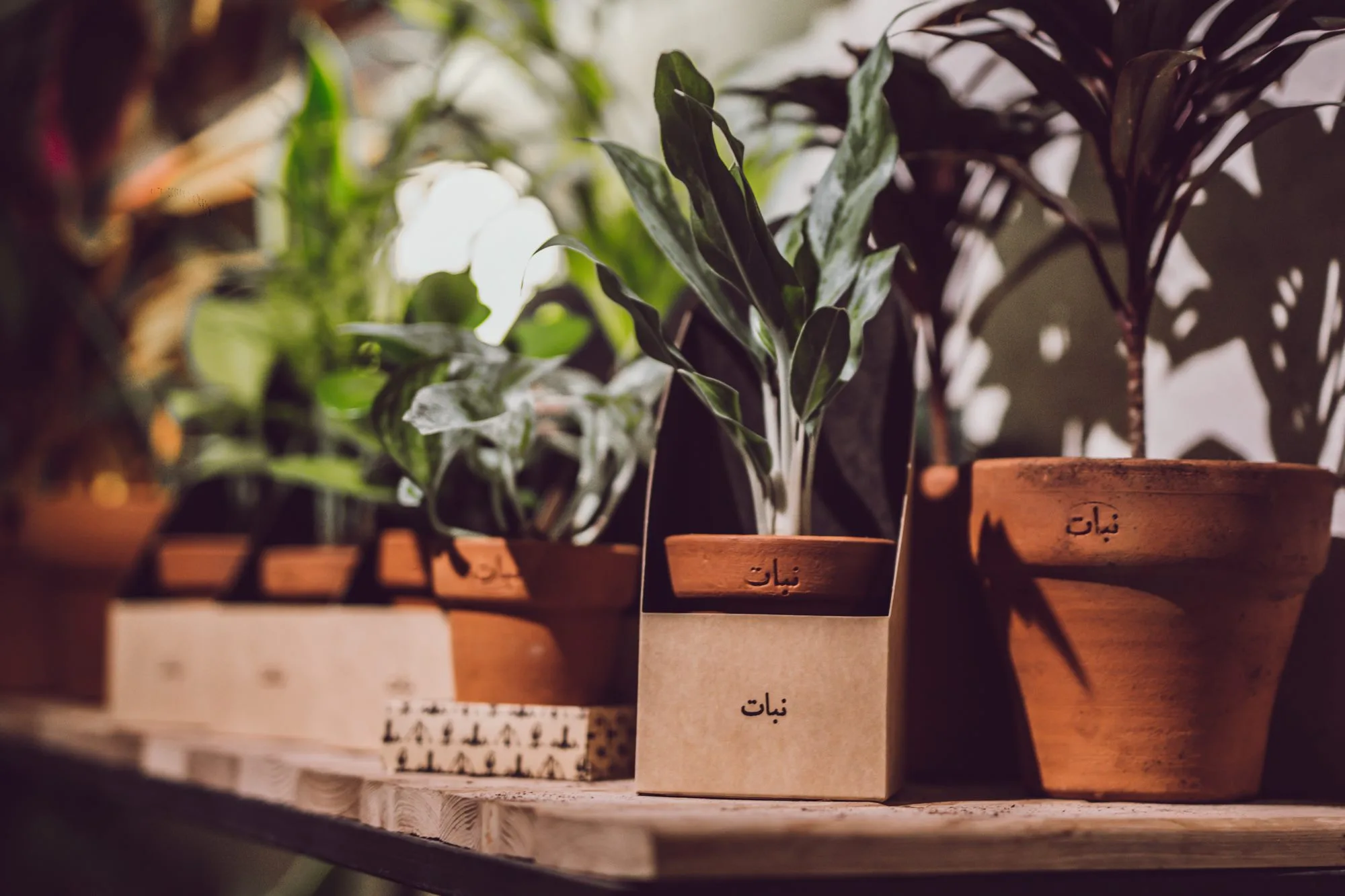 Nabat Greenhouse