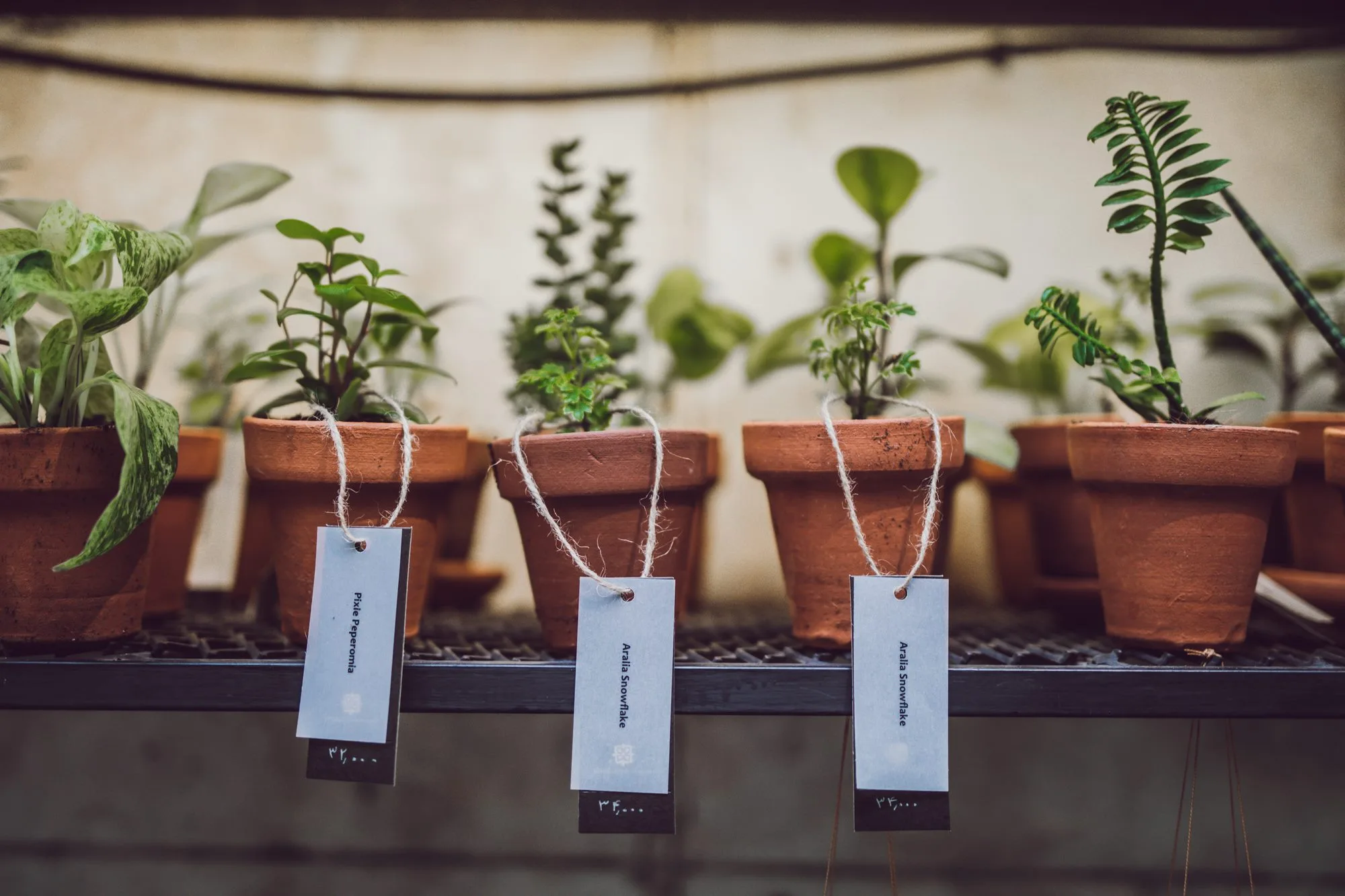 Nabat Greenhouse
