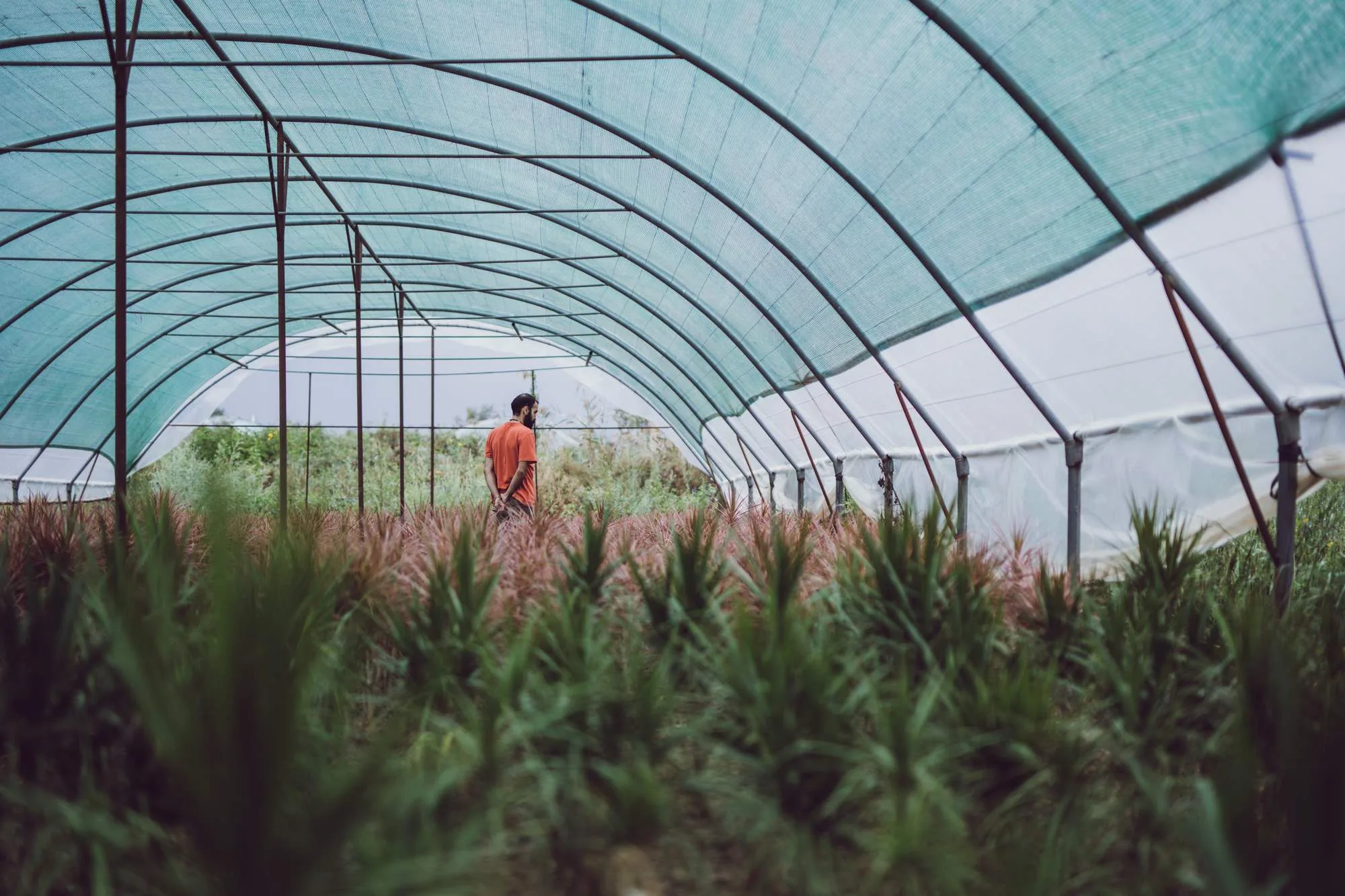 Nabat Greenhouse