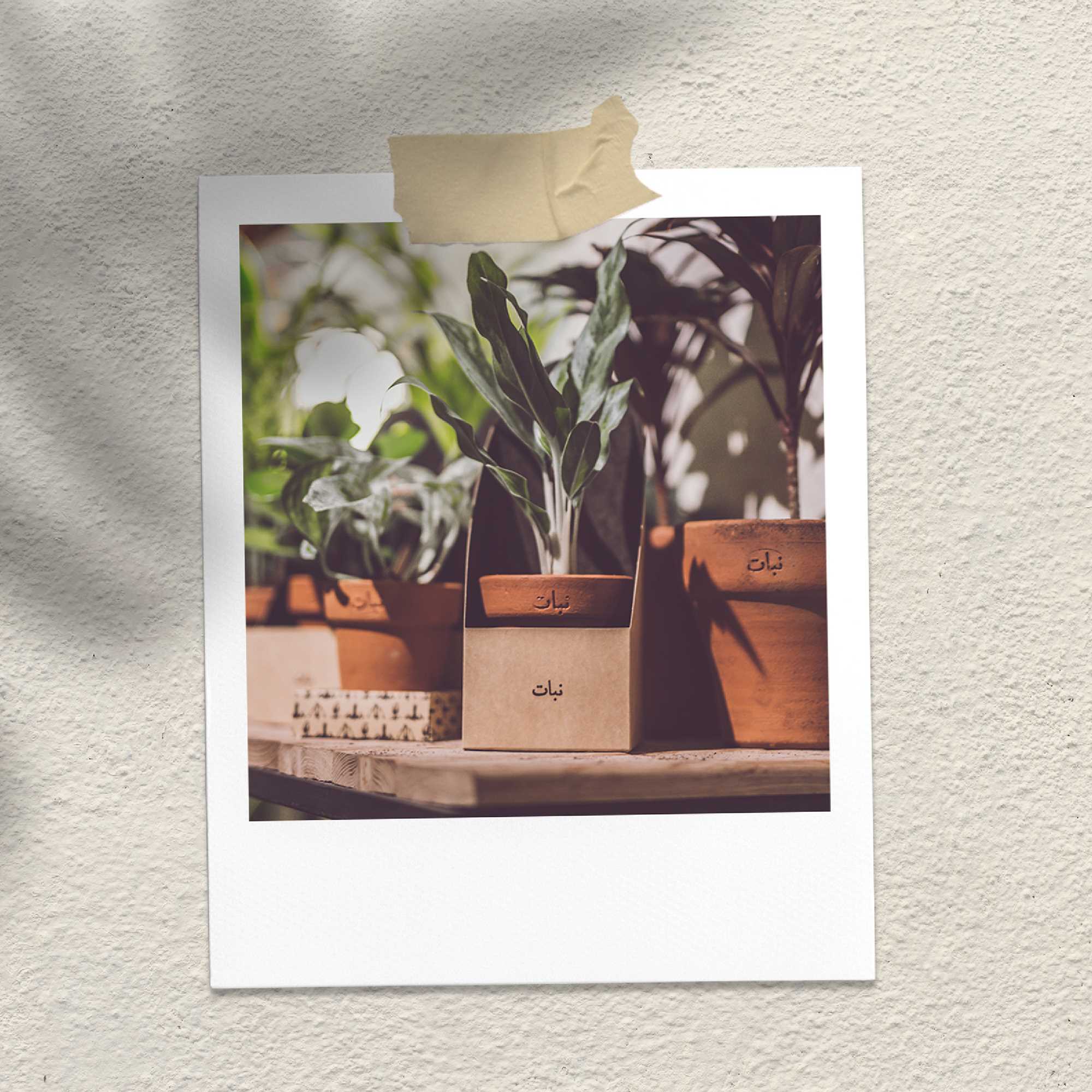 Nabat Greenhouse