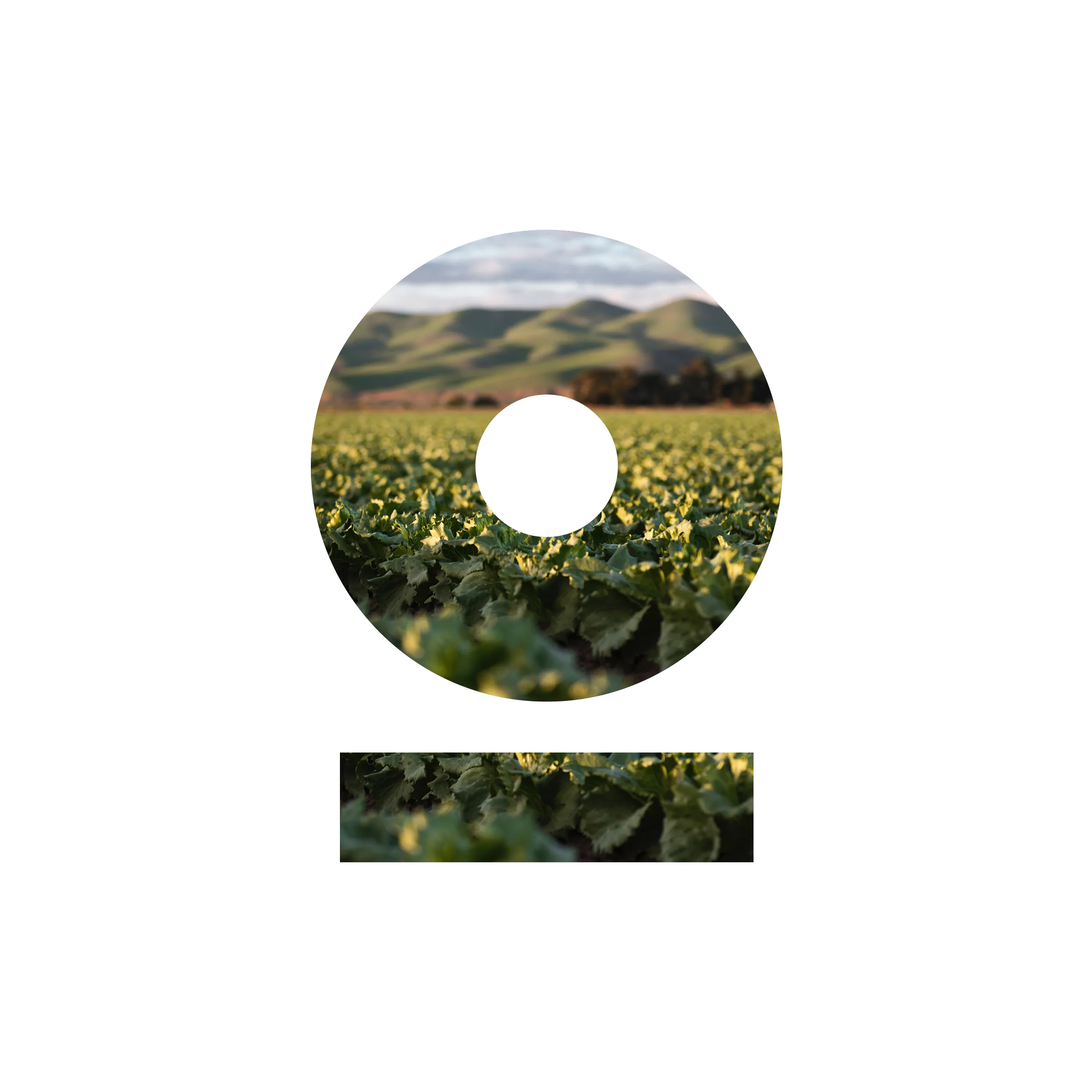 Pokk Tobacco