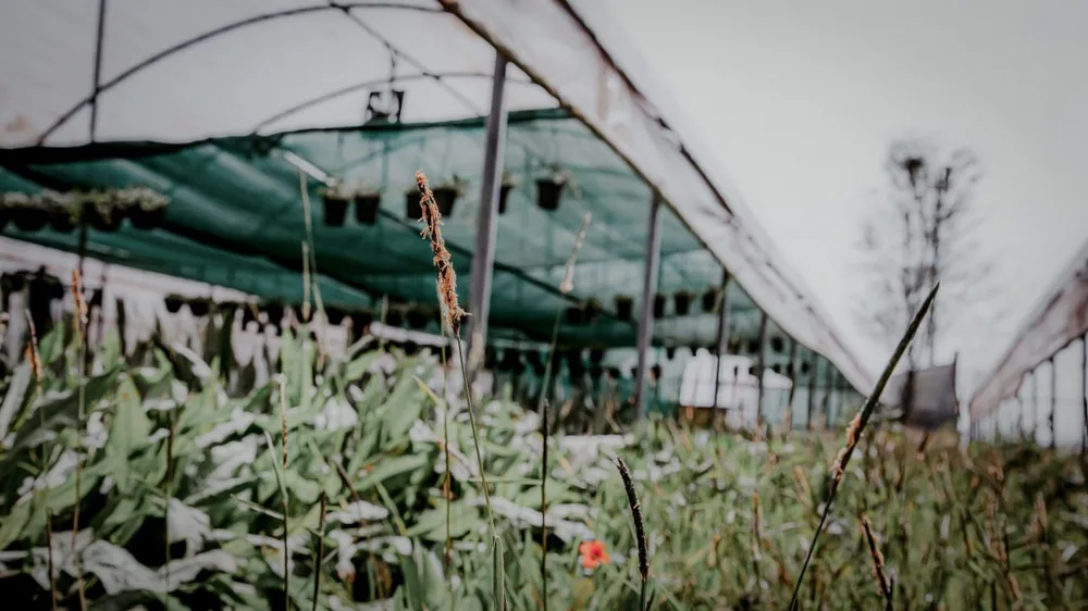 Rost Greenhouse