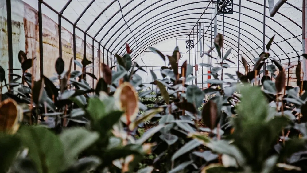 Rost Greenhouse