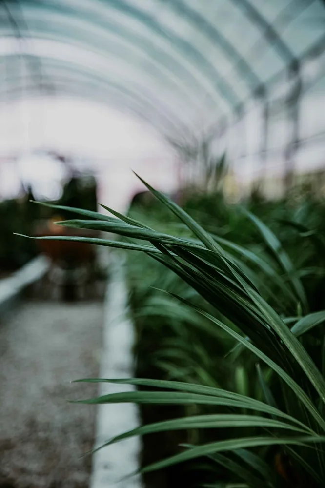 Rost Greenhouse