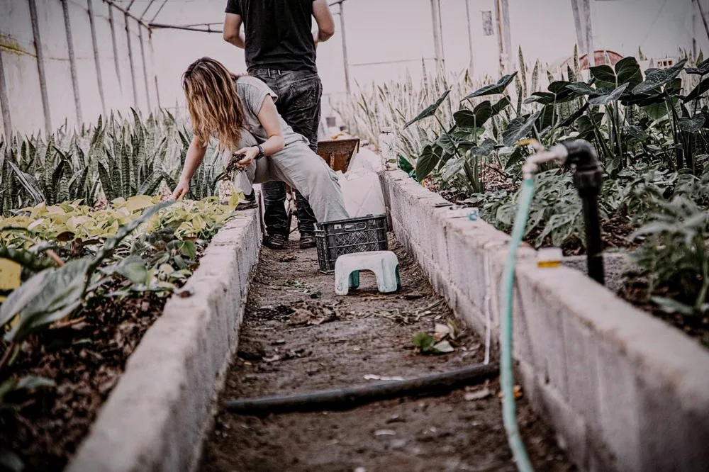 Rost Greenhouse